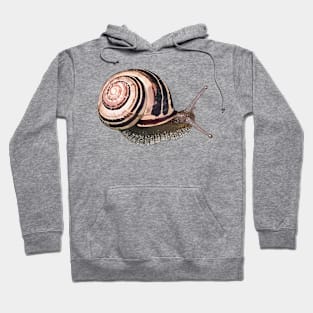 White-Lipped Snail / Cepaea hortensi Hoodie